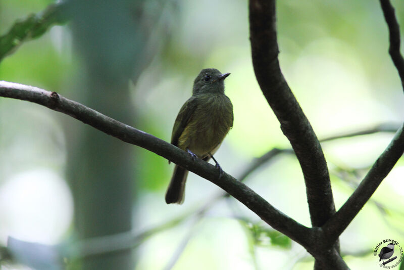 Ochre-bellied Flycatcheradult, identification