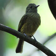 Ochre-bellied Flycatcher