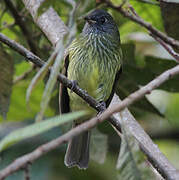 Streak-necked Flycatcher