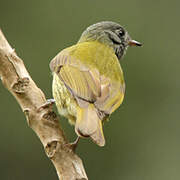 Streak-necked Flycatcher