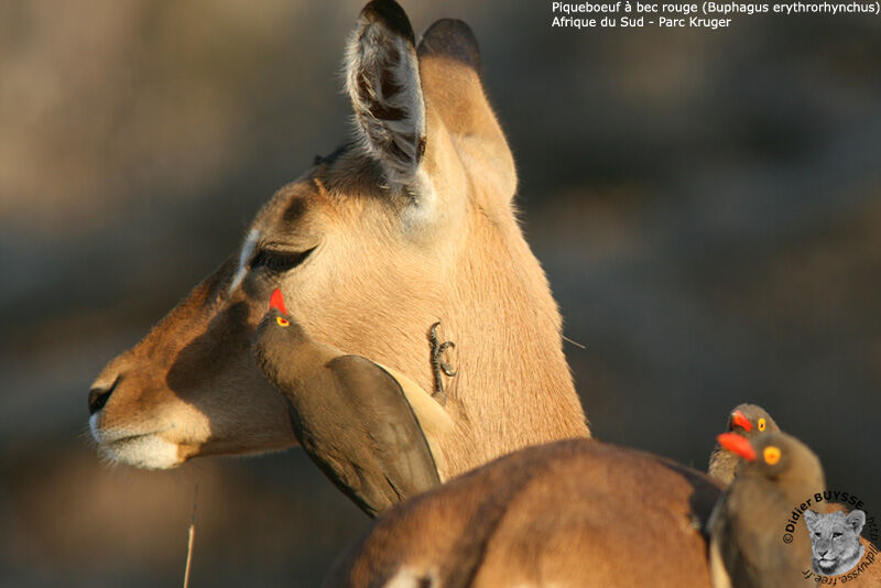 Red-billed Oxpecker