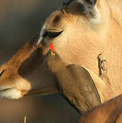 Red-billed Oxpecker