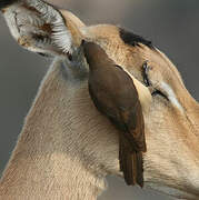 Red-billed Oxpecker