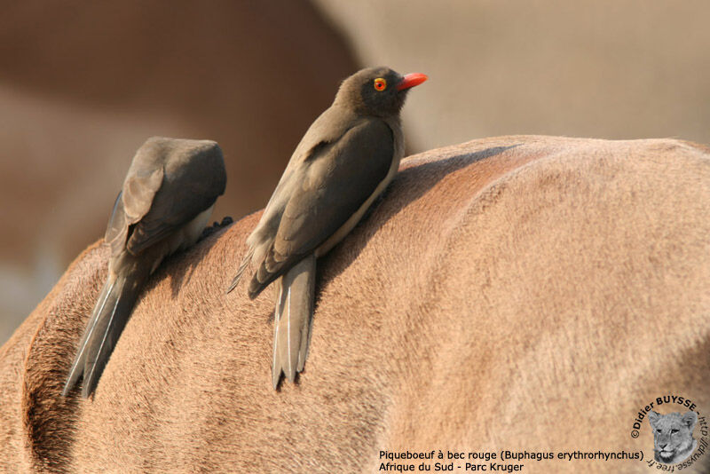 Red-billed Oxpeckeradult