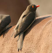 Red-billed Oxpecker