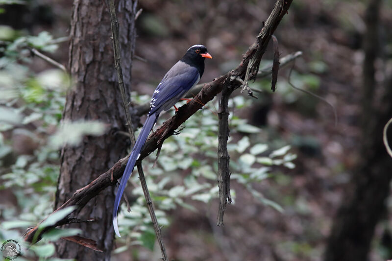 Red-billed Blue Magpieadult, identification
