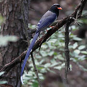 Red-billed Blue Magpie