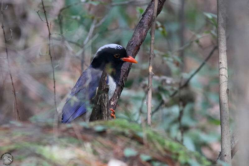 Red-billed Blue Magpie, identification