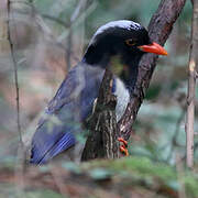 Red-billed Blue Magpie