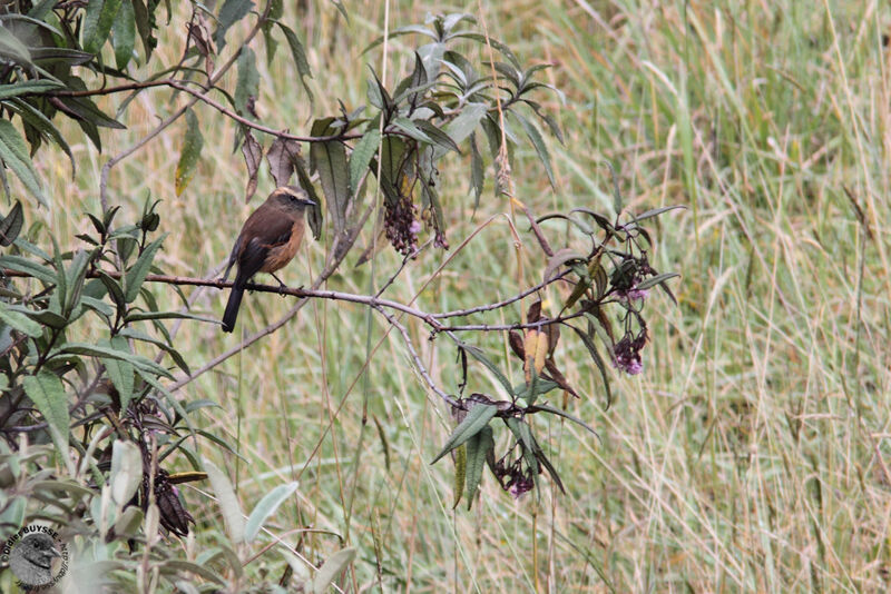 Pitajo à dos brunadulte, identification