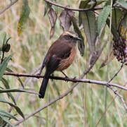 Brown-backed Chat-Tyrant