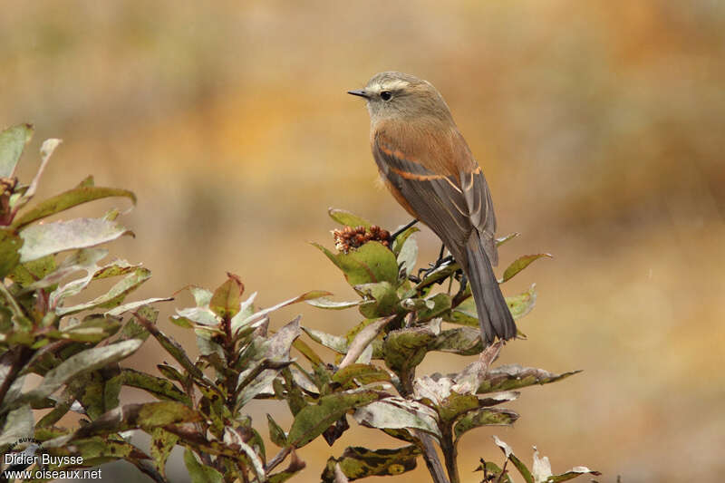 Brown-backed Chat-Tyrantadult, aspect
