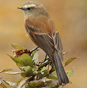 Brown-backed Chat-Tyrant