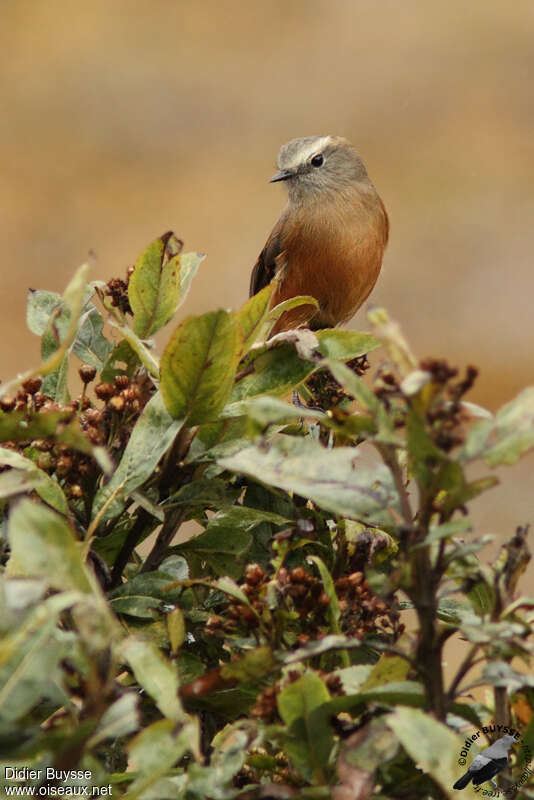 Brown-backed Chat-Tyrantadult, close-up portrait