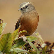 Brown-backed Chat-Tyrant