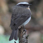 Rufous-breasted Chat-Tyrant