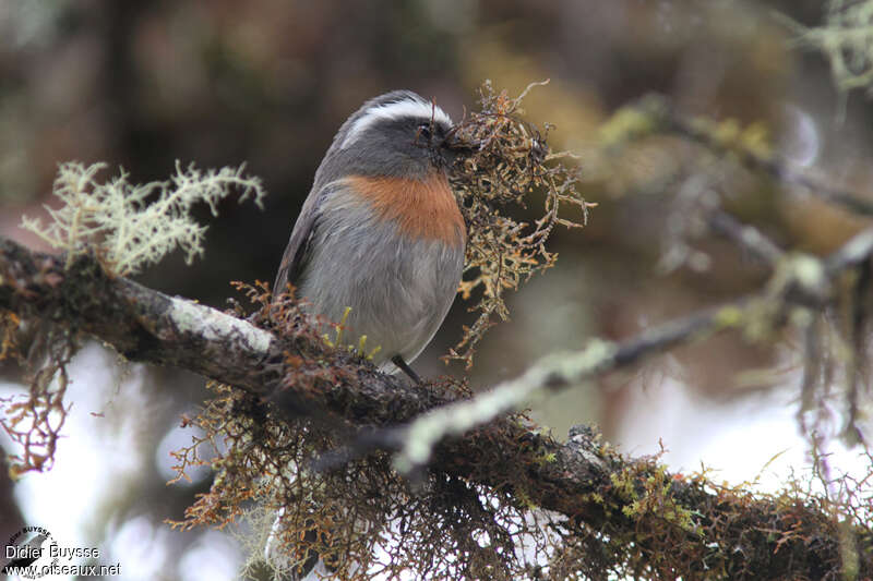 Rufous-breasted Chat-Tyrantadult, Reproduction-nesting