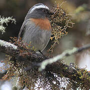 Rufous-breasted Chat-Tyrant