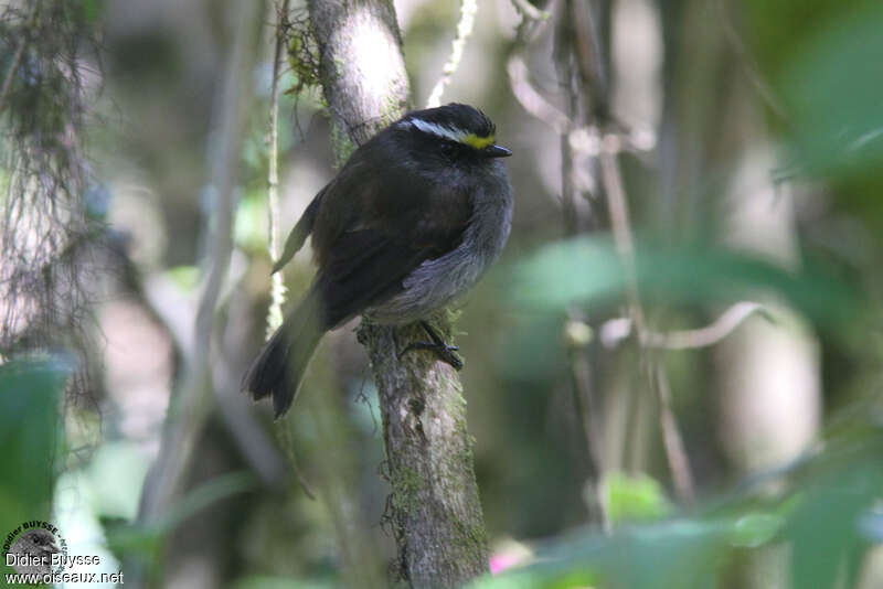 Crowned Chat-Tyrant, identification