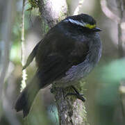 Crowned Chat-Tyrant