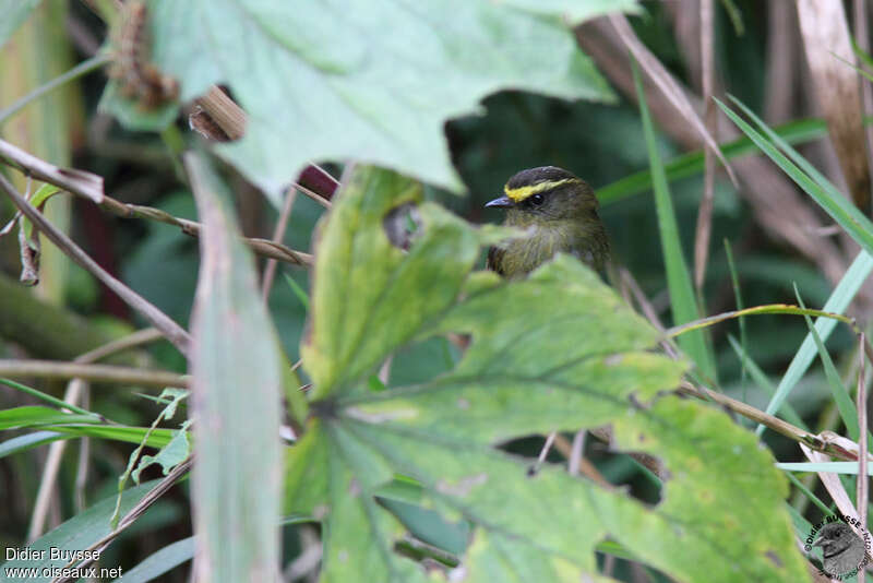 Yellow-bellied Chat-Tyrantadult, close-up portrait