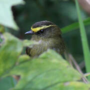 Yellow-bellied Chat-Tyrant