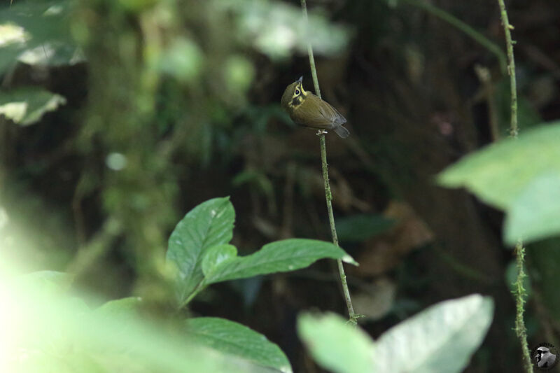 Platyrhynque à moustachesadulte, identification