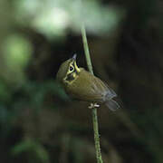 White-throated Spadebill