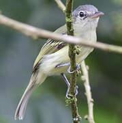 Yellow-olive Flatbill