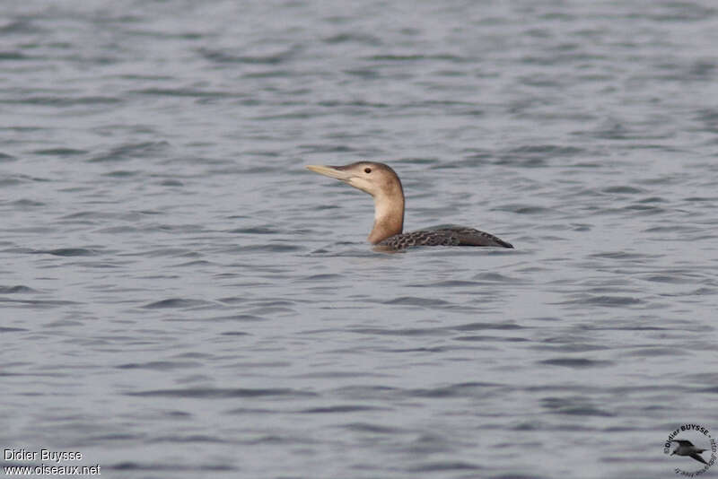 Plongeon à bec blanc1ère année, identification