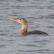 Yellow-billed Loon