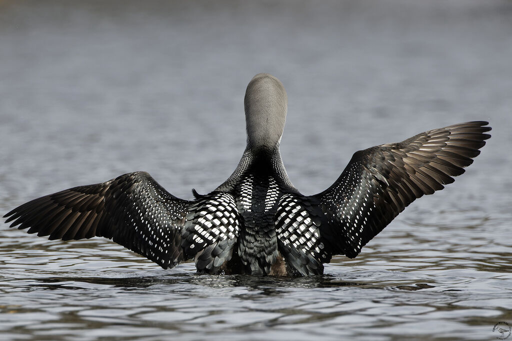 Black-throated Loonadult, swimming