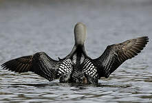 Plongeon arctique