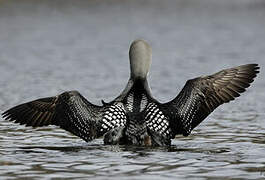 Black-throated Loon