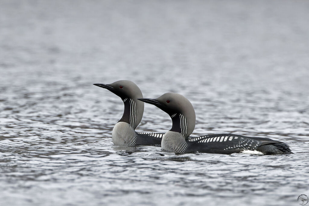 Plongeon arctiqueadulte, nage