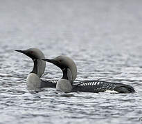 Plongeon arctique