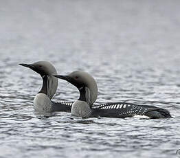 Plongeon arctique