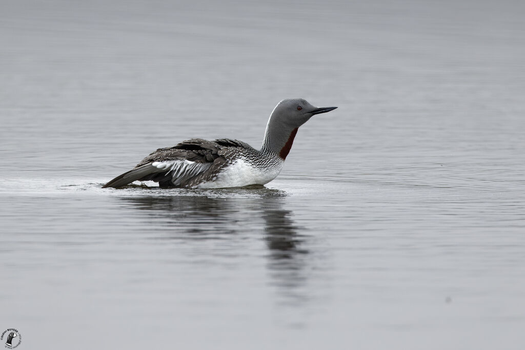 Red-throated Loonadult, swimming