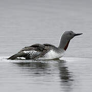 Red-throated Loon