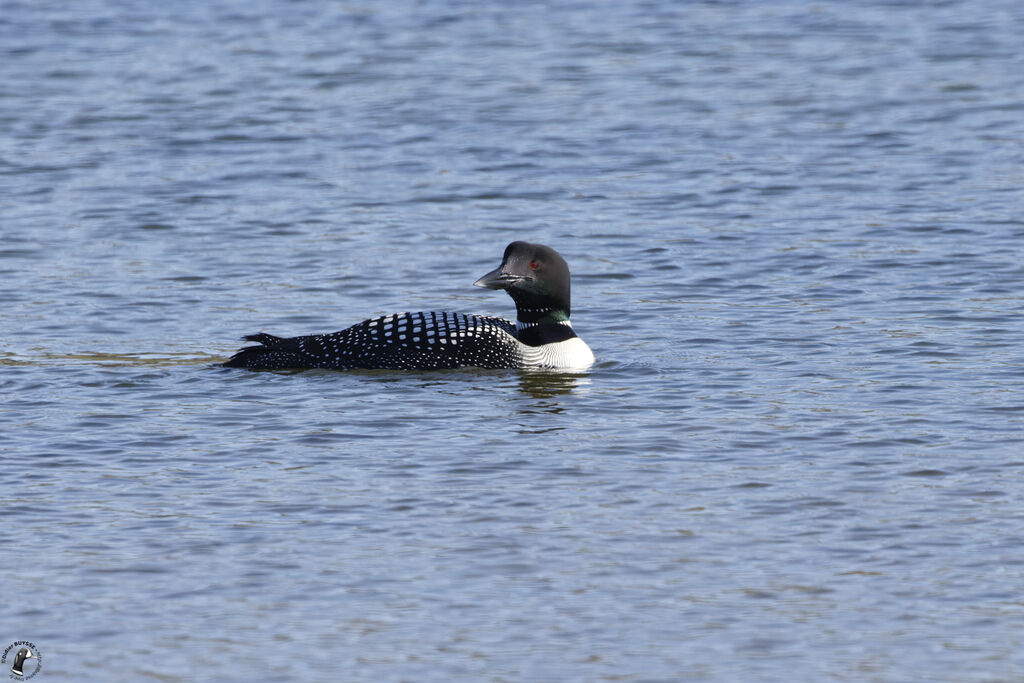 Common Loonadult breeding