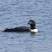 Common Loon