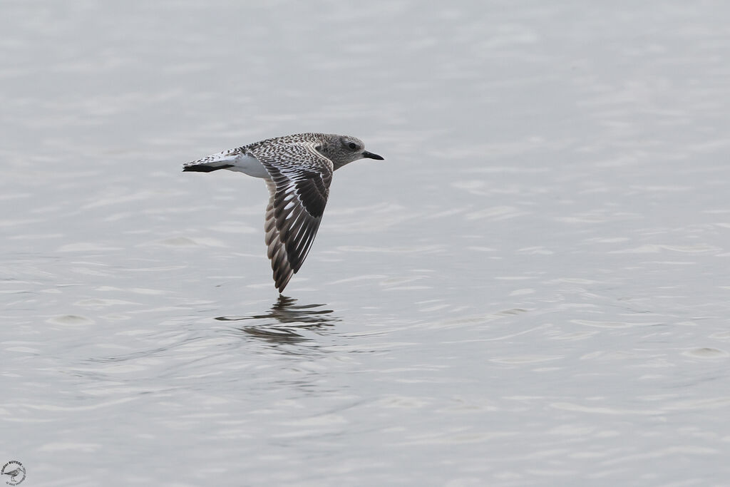 Grey Ploveradult post breeding, Flight