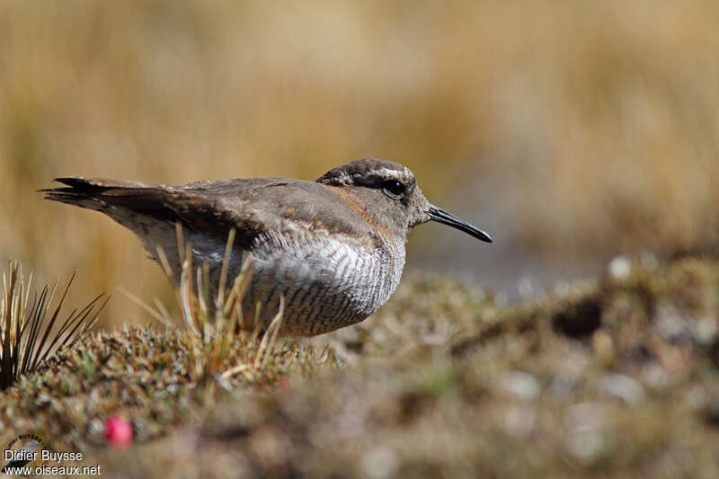 Diademed Sandpiper-Ploveradult, identification