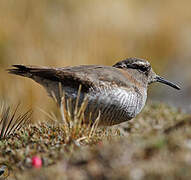 Diademed Sandpiper-Plover