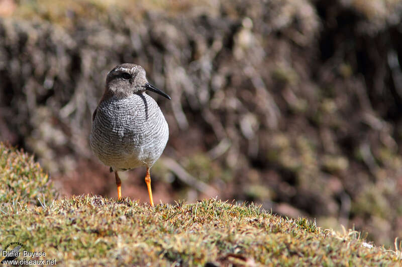 Diademed Sandpiper-Ploveradult, identification