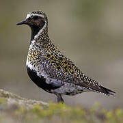 European Golden Plover