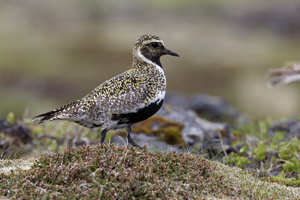 European Golden Plover male adult breeding