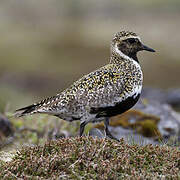 European Golden Plover