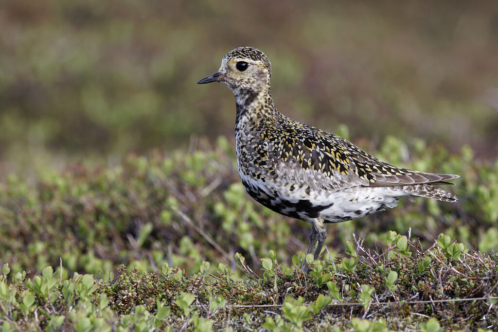 European Golden Plover female adult breeding