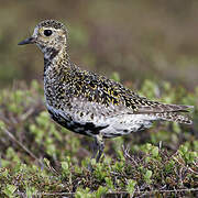 European Golden Plover